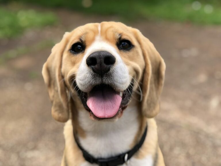Dog at the vet, pet insurance pre-existing conditions