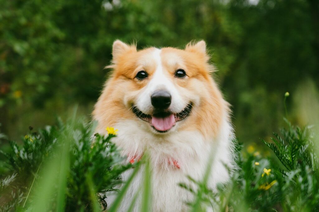Happy insured dog after waiting period ends