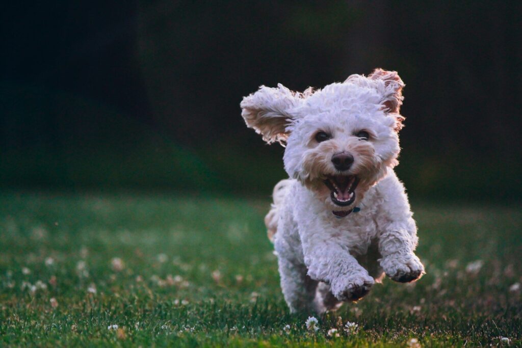 Dog waiting for pet insurance coverage to begin